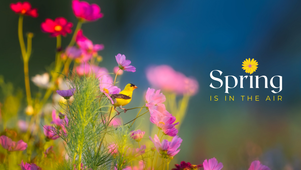 Pink-Yellow-Blue-Green-Photocentric-Bird-Flower-Early Spring - bank holiday